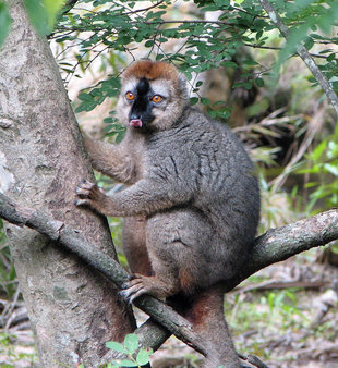 Red-fronted Brown Lemur in Isalo National Park Madagascar