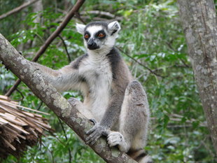 Ring-tail Lemur Isalo National Park Madagascar