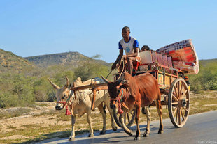 Zebu and cart - a classic sign around Ifaty in south west Madagascar