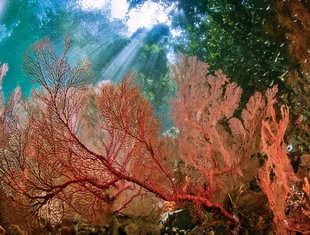 Coral Reef at Kri Island, Raja Ampat - Scott Graham