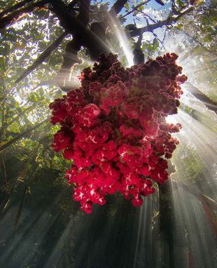 The Passage Dive Site at Kri Island, Raja Ampat - Hamid Rad