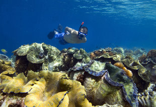 Giant Clams at Kri Island, Raja Ampat - Frits Meyst