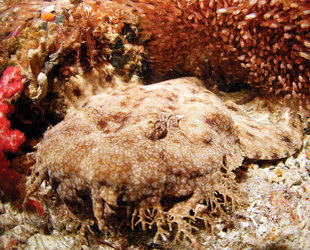 Wobbegong (Carpet Shark) at Kri Island, Raja Ampat