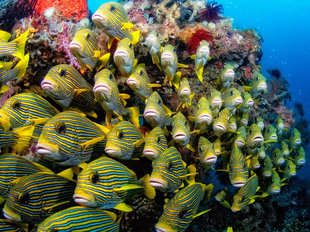 Sweetlips at Kri Island, Raja Ampat - Scott Graham