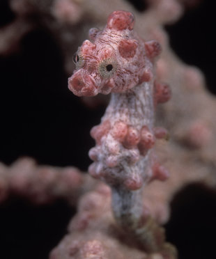 Pygmy Seahorse at Kri Island, Raja Ampat - Mark Strickland