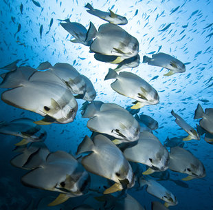 Batfish at Kri Island, Raja Ampat - Aaron Gekoski