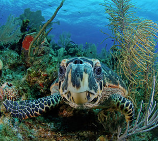 turtle-belize-aggressor-mesoamerican-barrier-reef-coral-scuba-dive-diving-blue-hole-shark-snorkelling-liveaboard-holiday-vacation-travel-underwater-photography.jpg