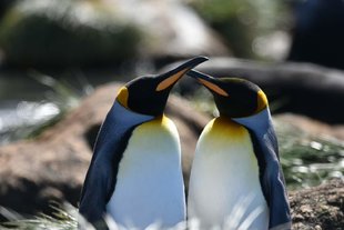 King-Penguins-Hugging-Gareth-Joseph.jpg