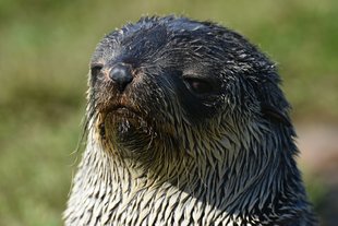 Serious-seal-Gareth-Joseph.jpg