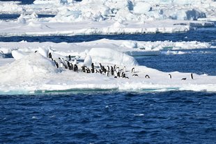 Adelie-on-ice-Gareth-Joseph.jpg