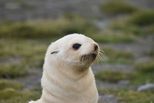 Seal-pup-Gareth-Joseph.jpg