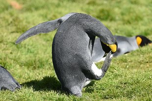 King-Penguin-Gareth-Joseph.jpg