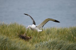 Albatross-Gareth-Joseph.jpg