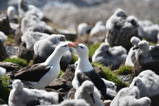 Kissing-Albatross-Gareth-Joseph.jpg