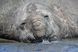 Lazing-Leopard-seal-Gareth-Joseph.jpg