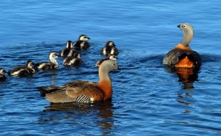 Birdlife in Bariloche