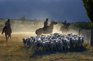 Herding sheep on horseback in Patagonia