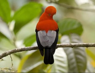 Andean Cock-of-the-Rock in Mindo Tandayapa Valley Ecuador cloud forest bird watching