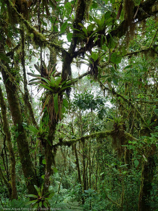 In the Cloud Forests of Mindo, Ecuador