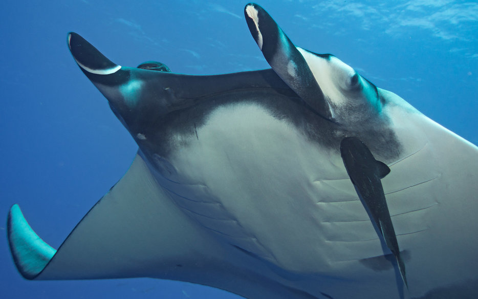 manta ray dive big island manta ray dive big island