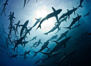 Diving with Sharks at Roca Partida in Socorro Islands