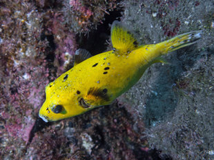 Diving at Socorro Islands, Mexico - Bob Dobson