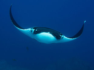 Diving with Giant Manta Rays in Socorro Islands, Mexico - Bob Dobson