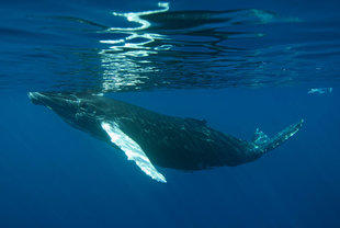 Snorkelling with Humpback Whales in Silver Bank - Duncan Young
