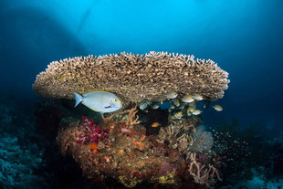 night-dive-coral-reef-raja-ampat-indonesia-dive-liveaboard-voyage-holiday-vacation-scuba-diving-adventure-travel-underwater-photography-cape-kri-misool.jpg