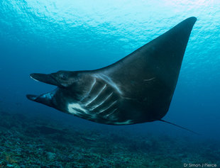 An almost entirely black Manta Ray in Komodo photo: Dr Simon Pierce