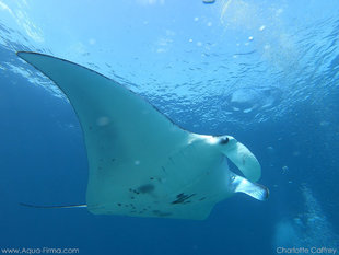 Manta Ray (Mobula alfredi) at Komodo Marine Park, Indonesia