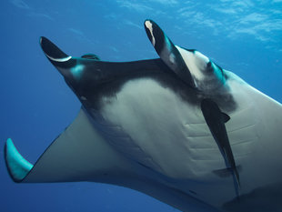 Giant-Manta-Ray-Socorro-Bob-Dobson.jpg