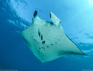 Reef-Manta-Ray-Mobula-alfredi-Komodo-Indonesia-swim-snorkel-dive-MMF-underwater-photography-Dr-Simon-Pierce-Aqua-Firma.jpg