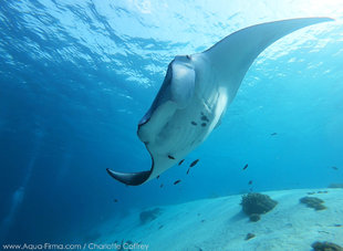 Manta Ray (Mobula alfredi) from our Research Coral Triangle & Dragons of Komodo trip to Indonesia - underwater photography by Charlotte Caffrey, Aqua-Firma