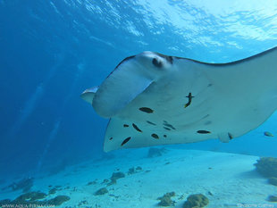 Manta-Ray-Komodo-Indonesia-close-up-with-diver-spot-pattern-Mobula-alfredi-research-microplastics-Charlotte-Caffrey-Aqua-Firma.jpg