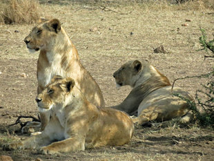 Lions in Serengeti National Park, Tanzania - Ralph Pannell