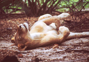 Lioness in the Selous Biosphere Reserve Siwandu Wildlife Tanzania Game Lodge