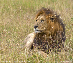 Male Lion in Kenya's Masai Mara Reserve