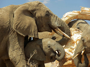 Elephants eating the bark of a Baobab Tree in Tarangire National Park - Ralph Pannell