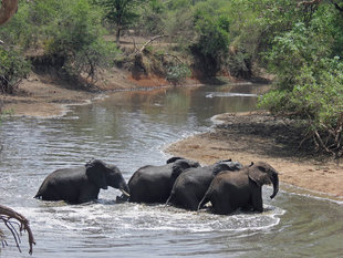 Elephants on Safari in Serengeti National Park, Tanzania - Ralph Pannell