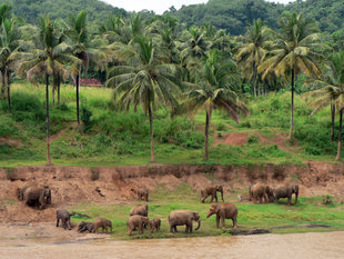 Elephant Sanctuary in Udawalawe National Park, Sri Lanka