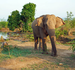 Elephant in Udawalawe National Park, Sri Lanka - Ralph Pannell