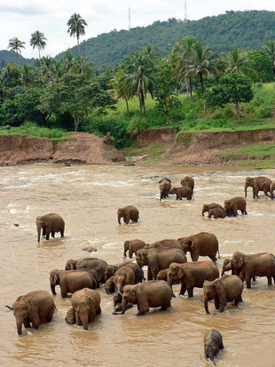 Elephant Sanctuary in Udawalawe National Park, Sri Lanka