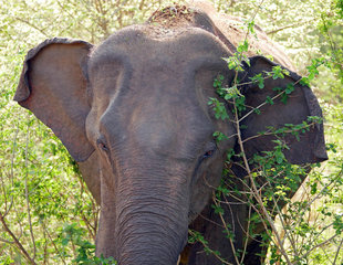 Elephant in Yala National Park, Sri Lanka - Ralph Pannell