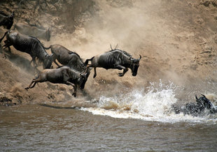 Wildebeest Crossing at the Mara River on a Great Migration Safari, Tanzania
