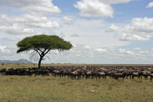 Wildebeest on safari in Serengeti National Park with Aqua-Firma