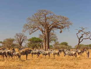 Wildebeest on safari in Tarangire National Park, Tanzania - Ralph Pannell