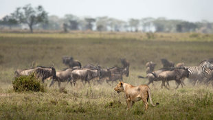 Wildebeest and Lions on a Great Migration North Tanzania Safari with Aqua-Firma