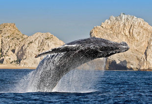 Humpback Whale in Baja California, Mexico