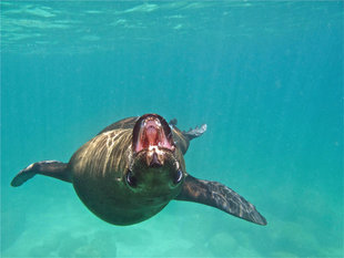 Snorkelling with Sealions in Sea of Cortez, Mexico - Keith & Ginny Birrell